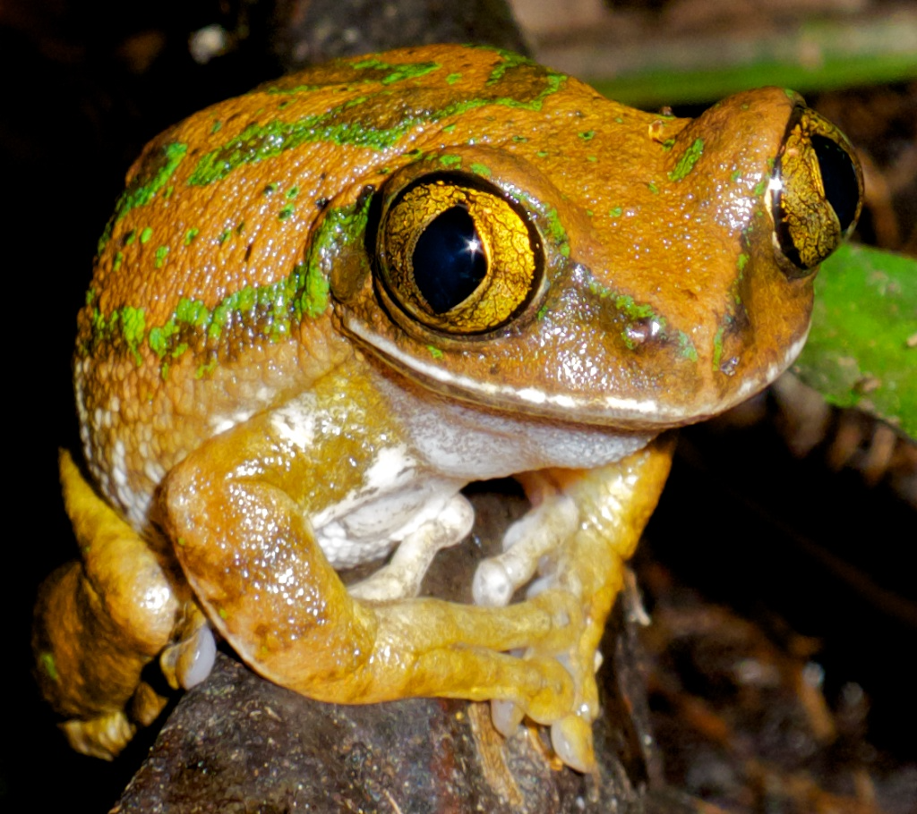 A frog